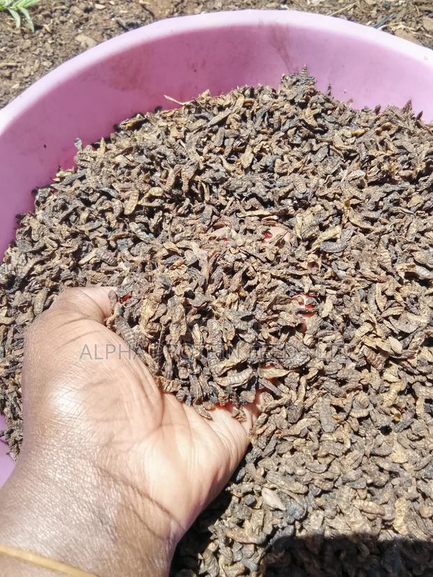 BSF Dried Larvae - thumbnail 2