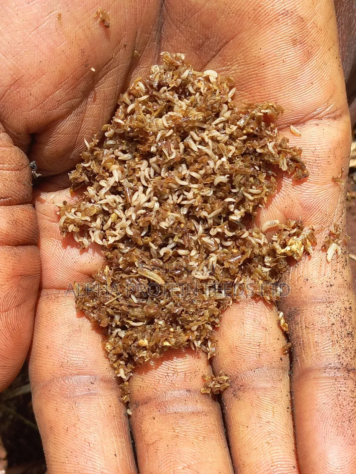 5 Day Old Larvae