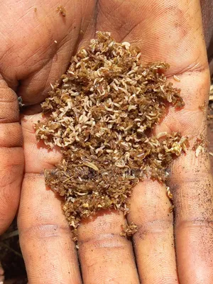 5 Day Old Larvae