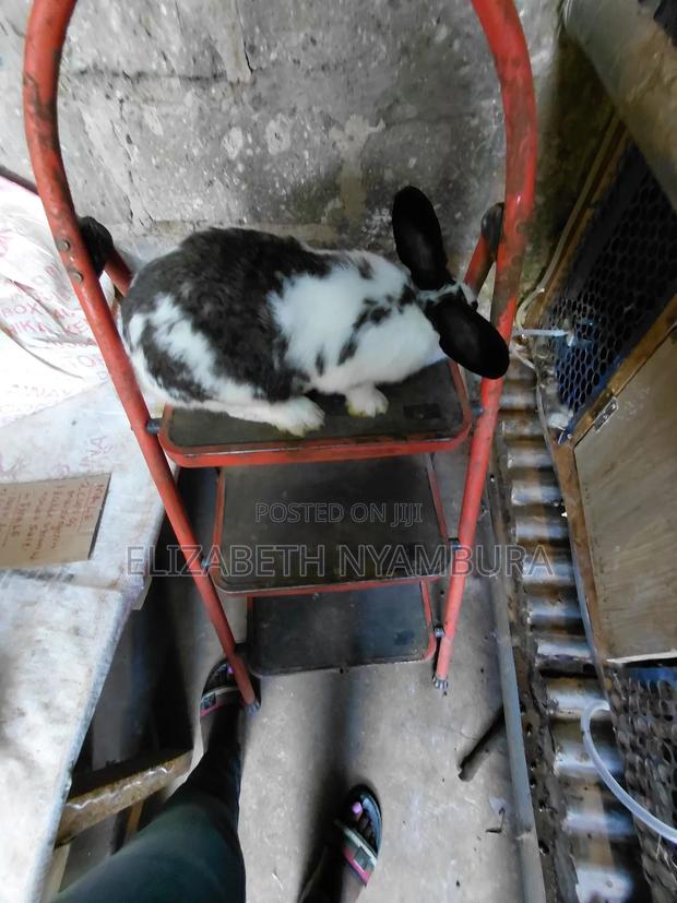 Rabbit Breeders