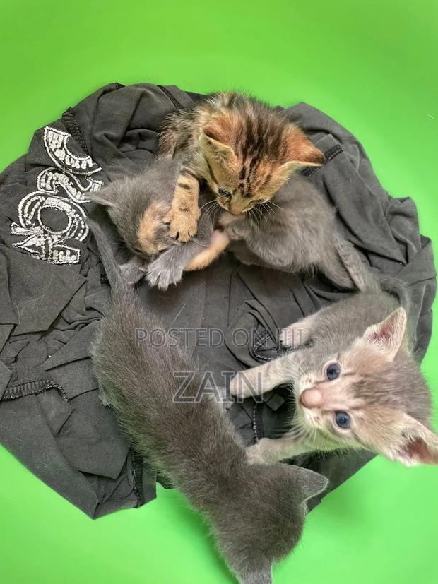 0-1 month Female Mixed Breed Tabby - thumbnail 3