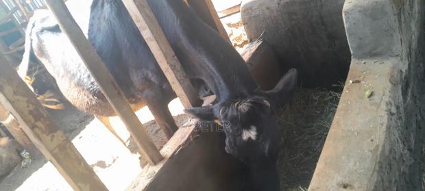 5 Months Incalf Fresian Cow