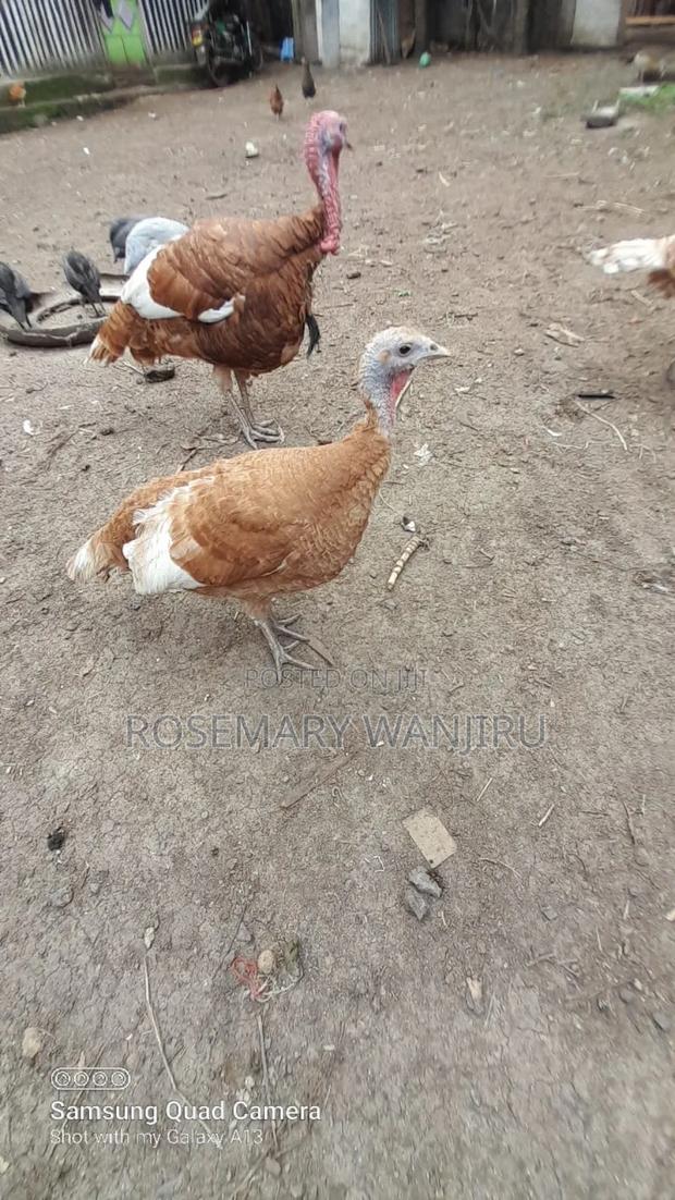 A Pair of Mature Turkeys