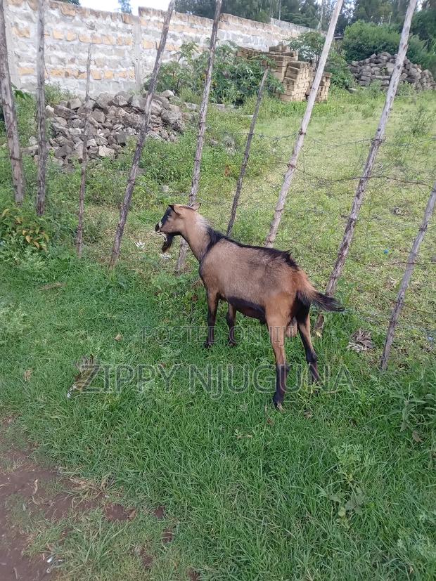 Male Goat (Mbuzi Ya Maziwa)