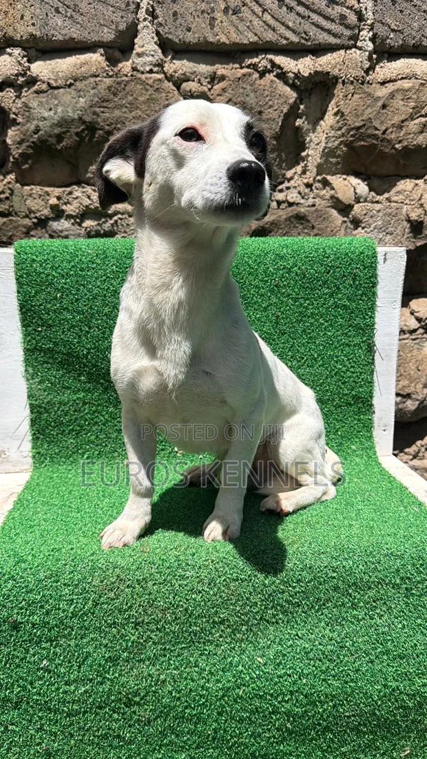 6-12 months Male Purebred Jack Russell Terrier - main view