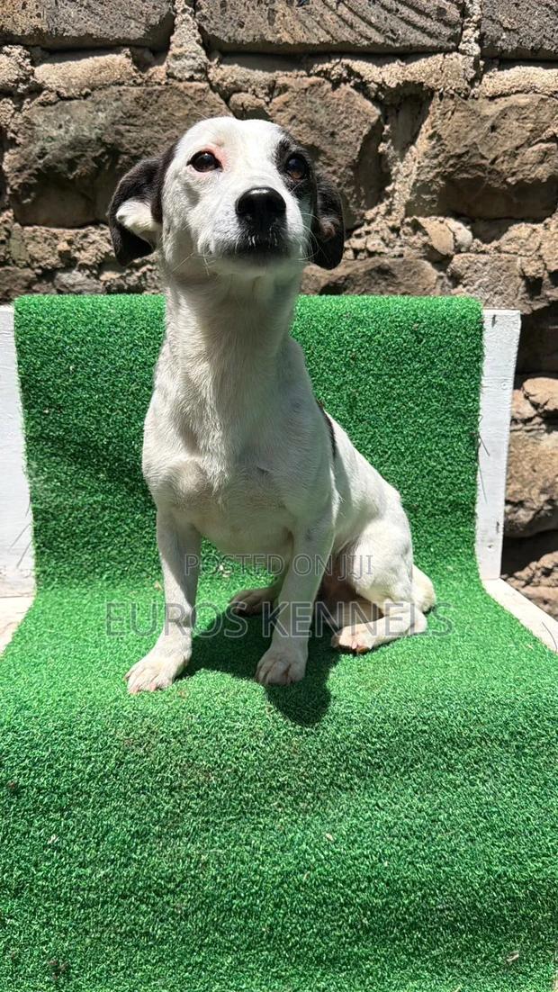 6-12 months Male Purebred Jack Russell Terrier - thumbnail 2