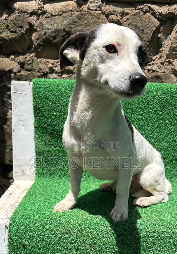 6-12 months Male Purebred Jack Russell Terrier - thumbnail 3
