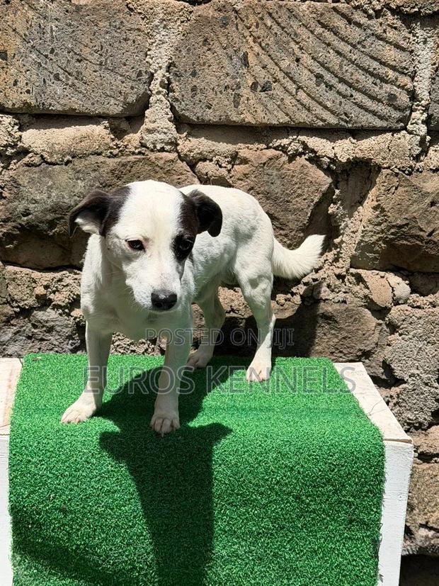 6-12 months Male Purebred Jack Russell Terrier - thumbnail 4