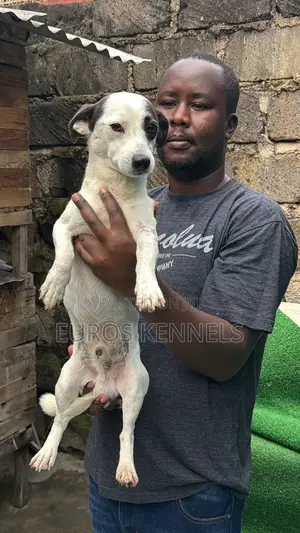 6-12 months Male Purebred Jack Russell Terrier
