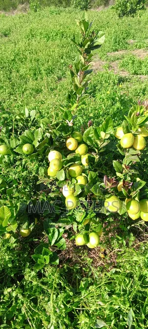 Prime Horticultural Farm for Sale – Naromoru
