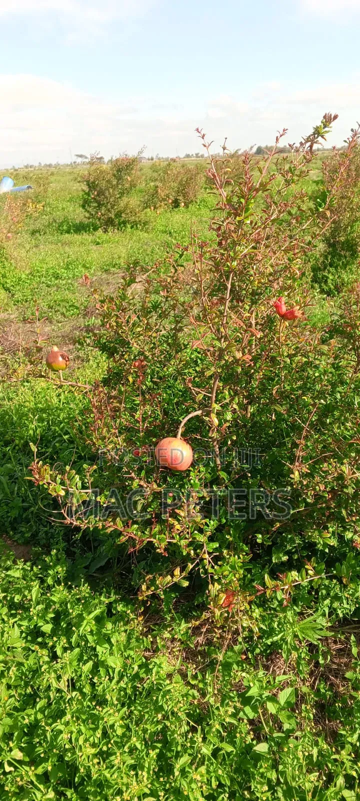 Prime Horticultural Farm for Sale – Naromoru