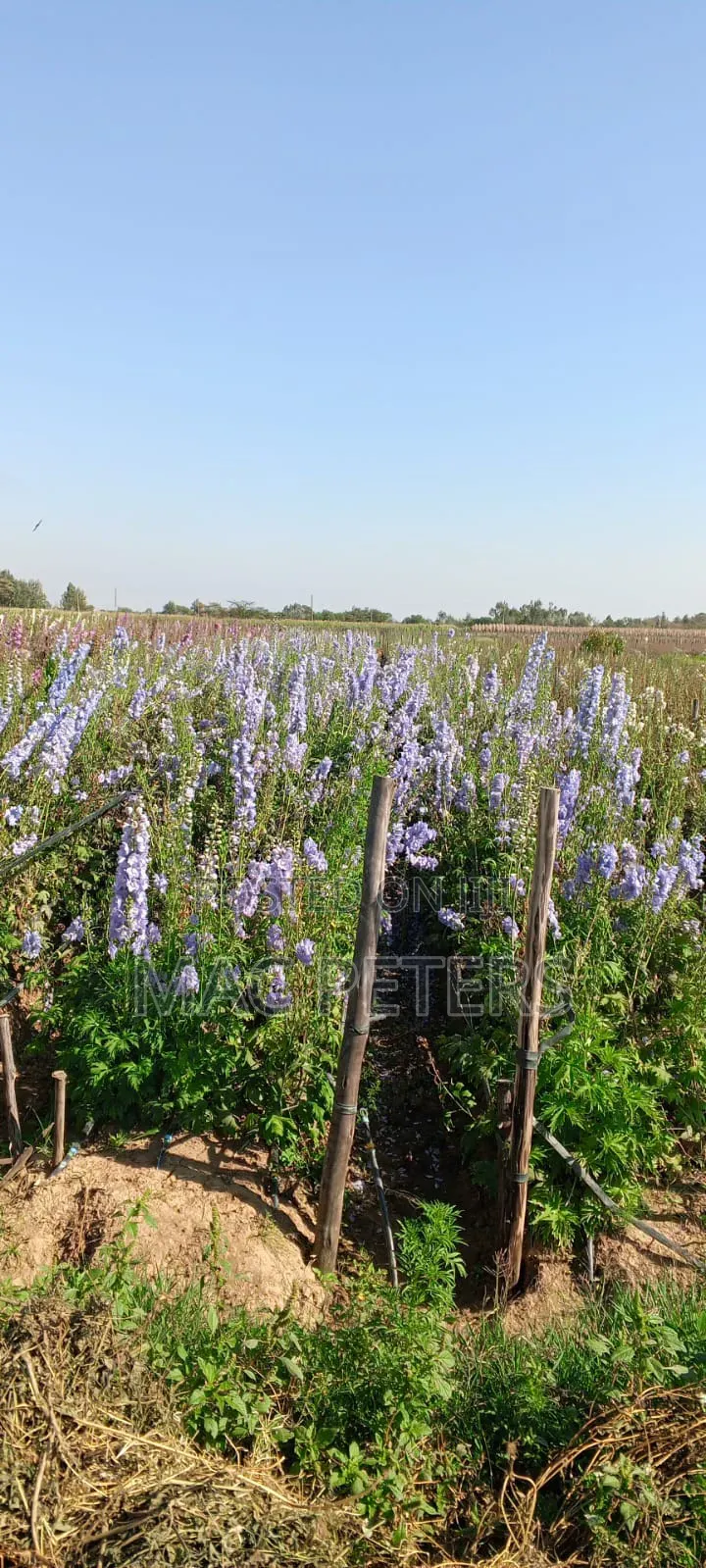 Prime Horticultural Farm for Sale – Naromoru