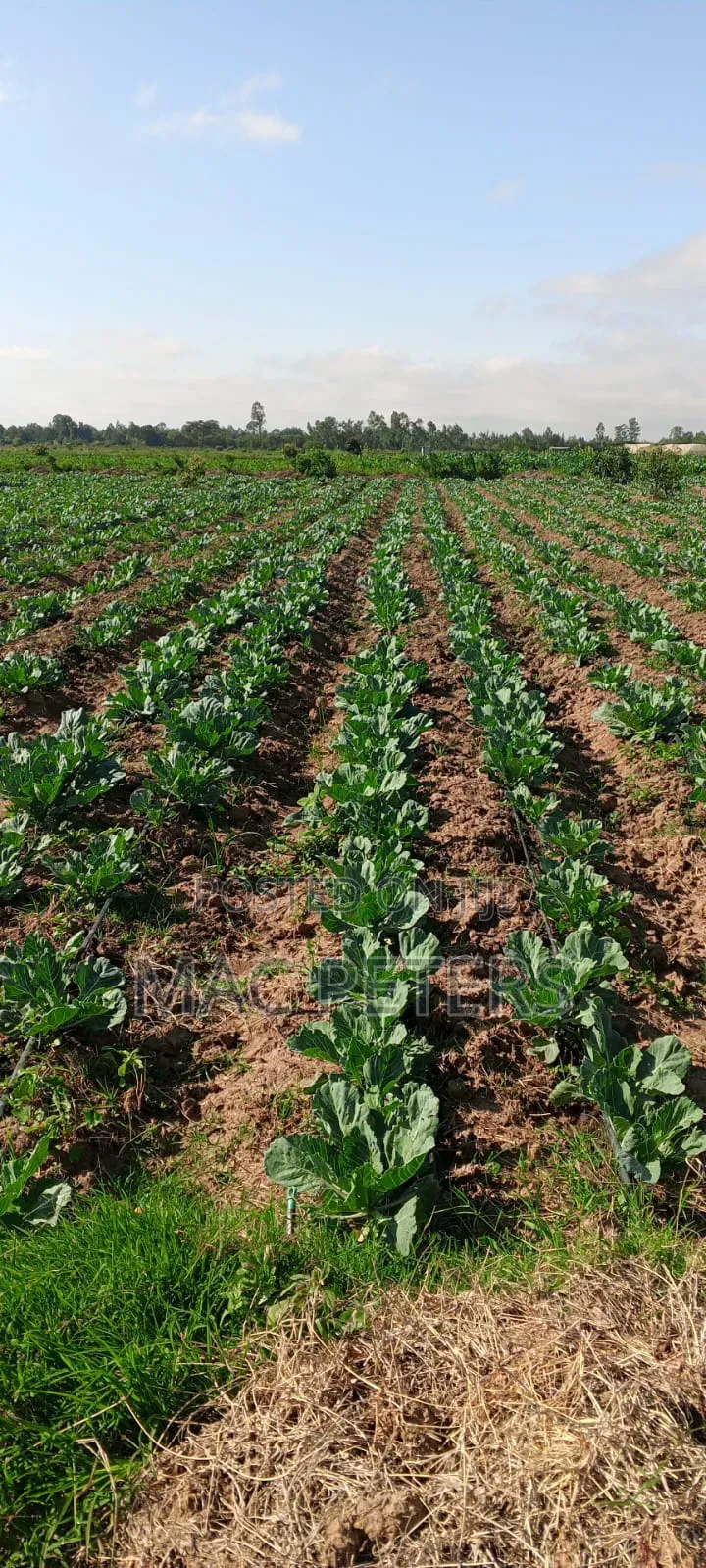 Prime Horticultural Farm for Sale – Naromoru