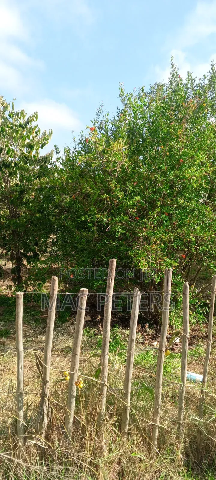 Prime Horticultural Farm for Sale – Naromoru