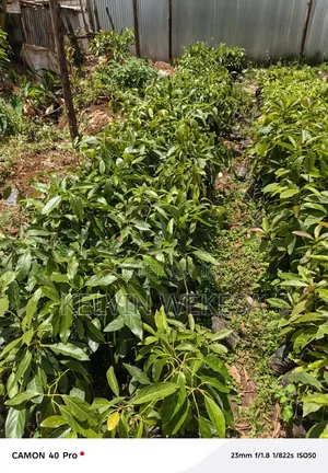 Hass Avocado Seedlings
