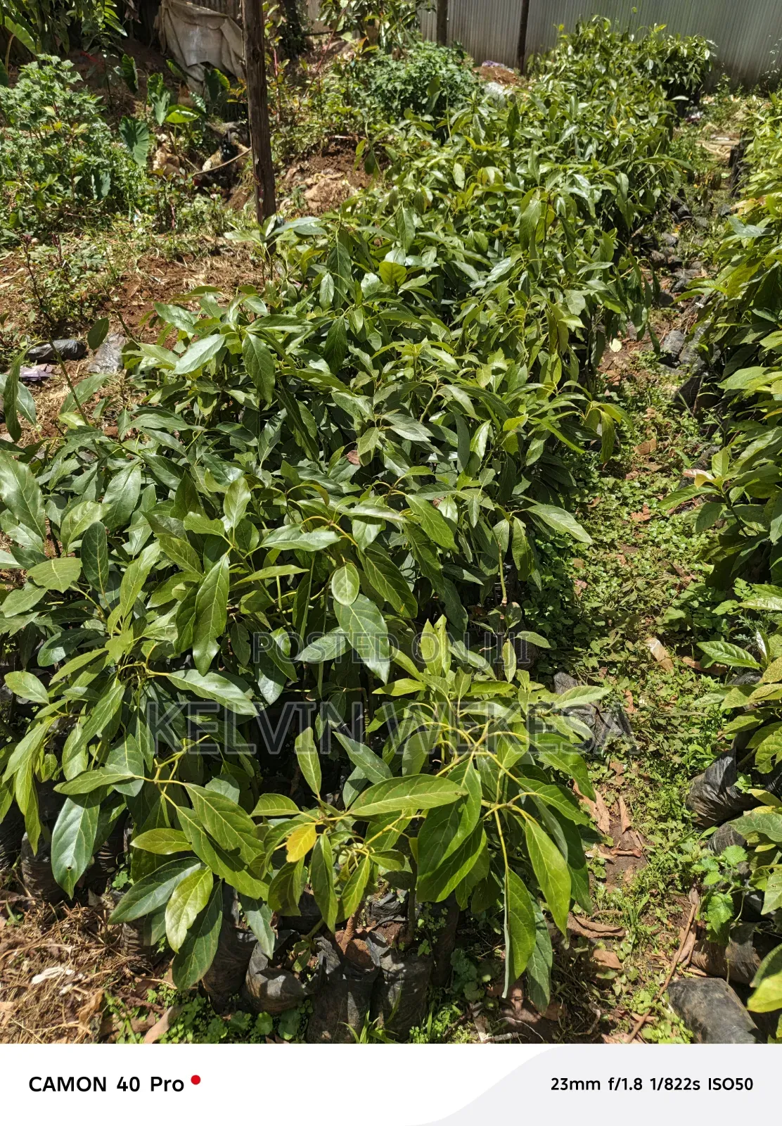Hass Avocado Seedlings