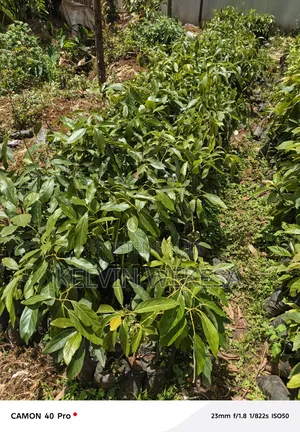 Hass Avocado Seedlings