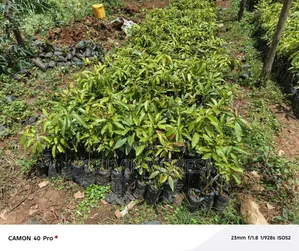 Hass Avocado Seedlings