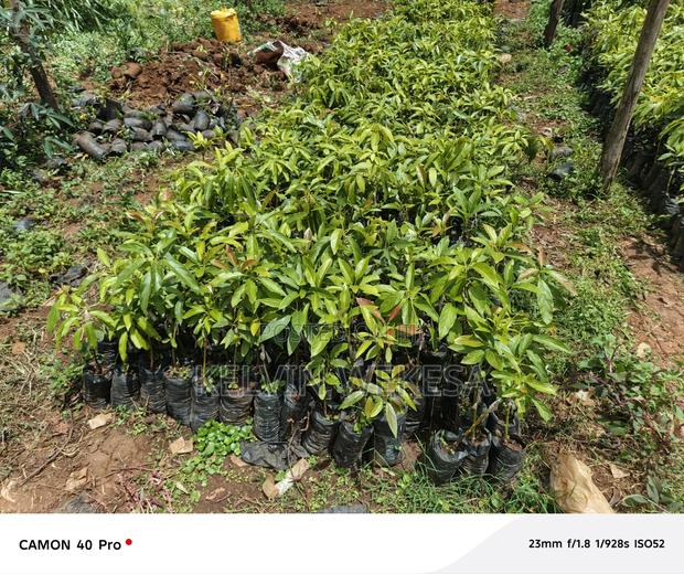 Hass Avocado Seedlings - thumbnail 3