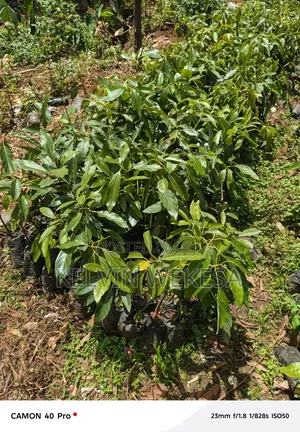 Hass Avocado Seedlings