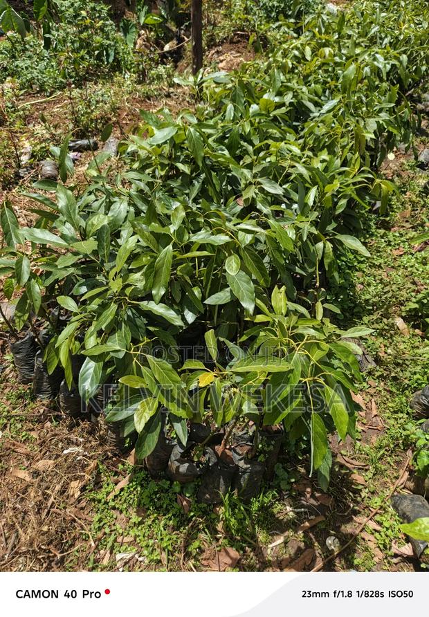 Hass Avocado Seedlings - thumbnail 4
