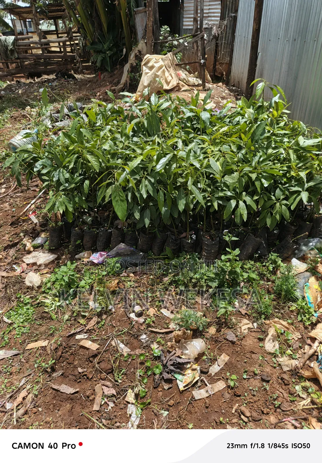 Hass Avocado Seedlings