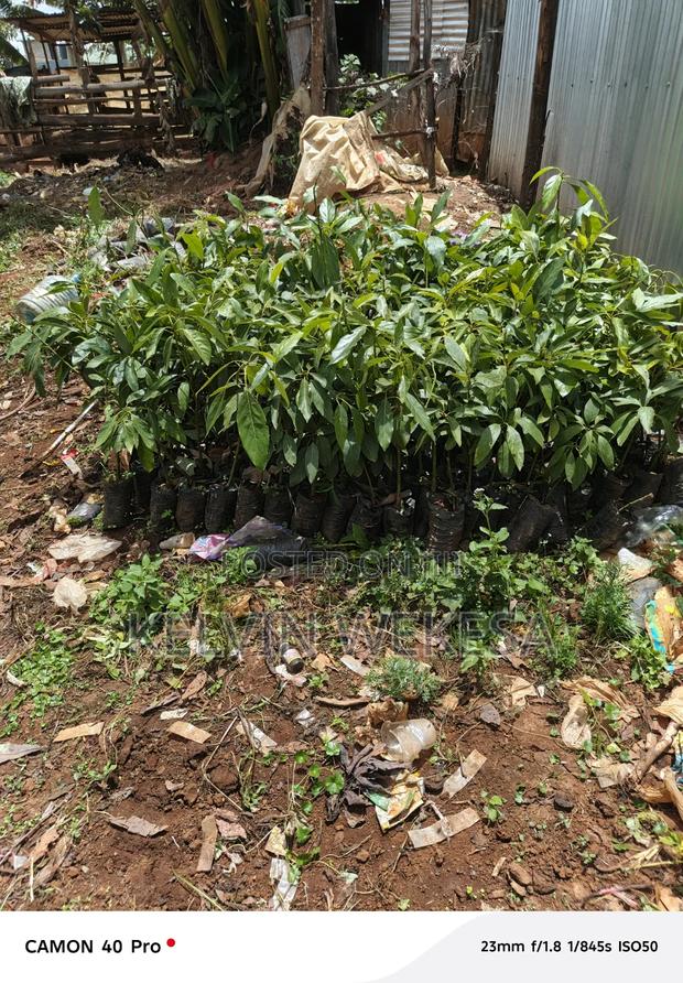 Hass Avocado Seedlings - thumbnail 5