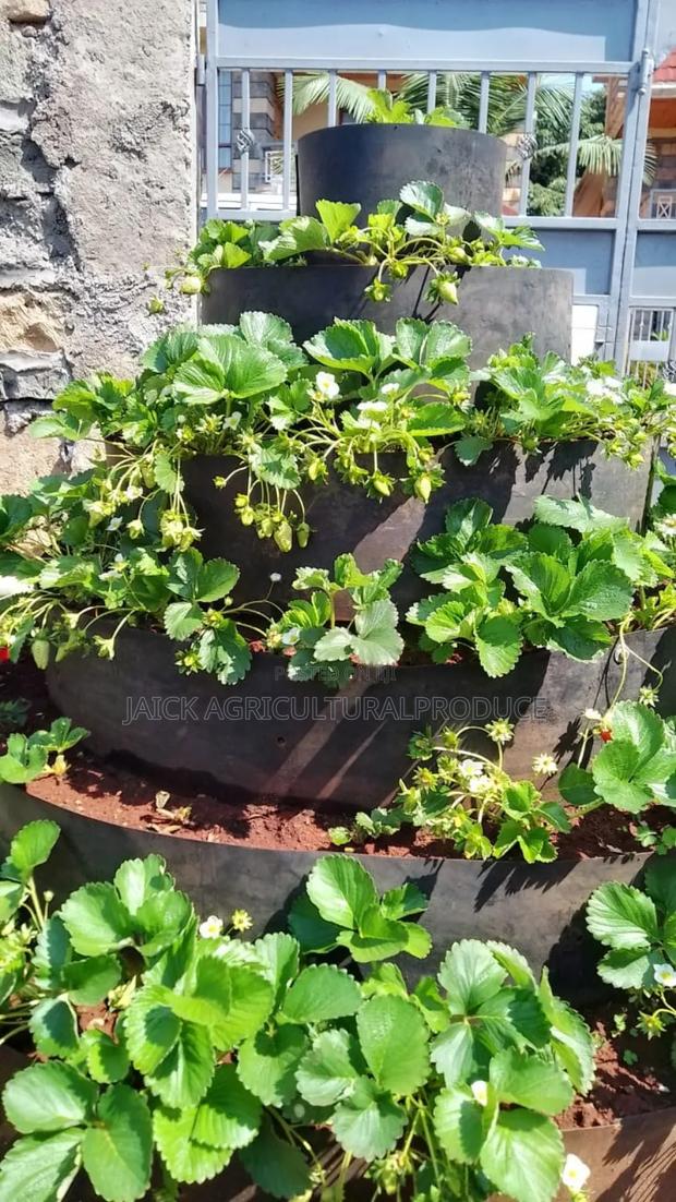 Strawberry Seedlings