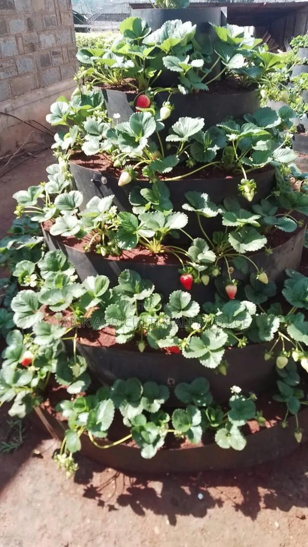 Strawberry Seedlings - thumbnail 2