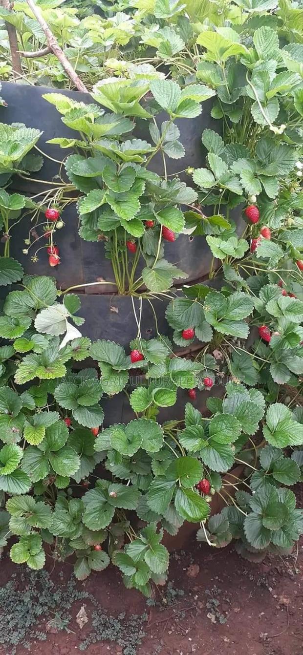 Strawberry Seedlings - thumbnail 3