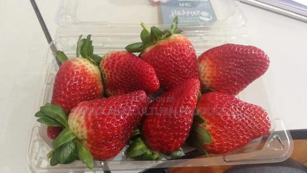 Strawberry Seedlings - thumbnail 4