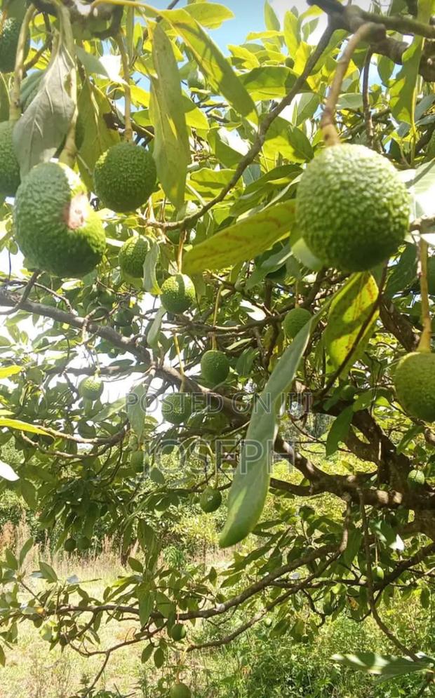7.5 Acres Farm Up Sale Gatundu
