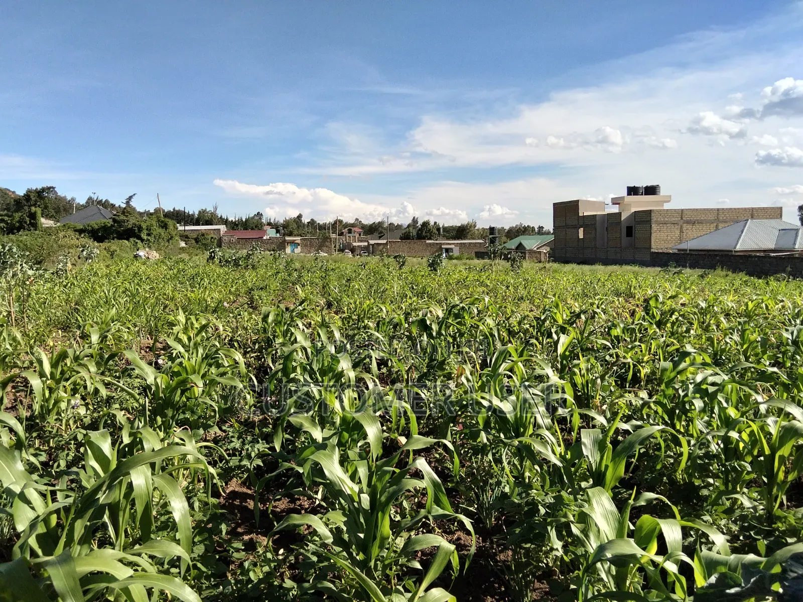 Land for Sale in Naivasha