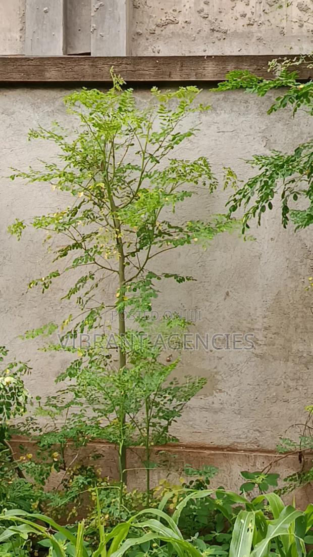 Moringa Oleifera Tree Dry Powder 200gms - thumbnail 3
