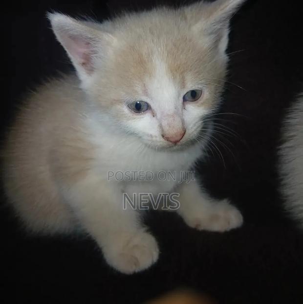 1-3 months Male Purebred American Shorthair