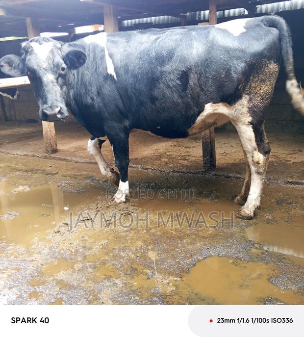 Incalf Heifer
