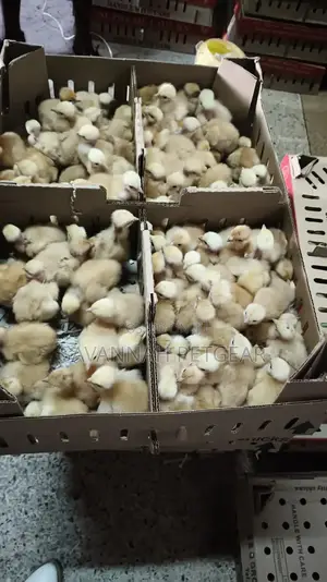 Original Sasso F1 Chicks From Silverlands Tanzania - 100 Chicks