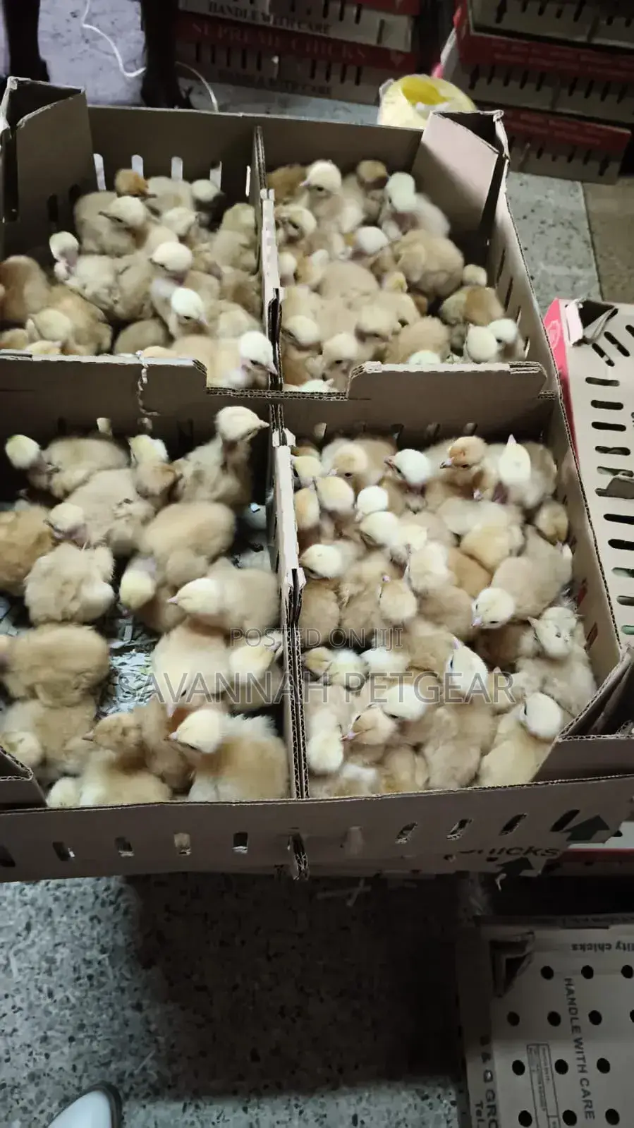 Original Sasso F1 Chicks From Silverlands Tanzania - 100 Chicks