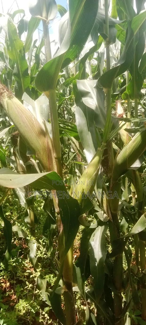 100 Acres Farming Land for Sale