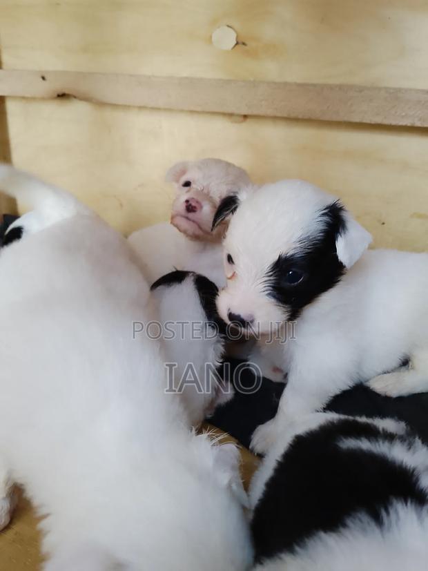 0-1 month Female Purebred Japanese Spitz