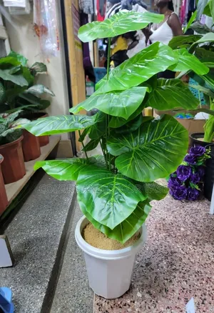 Plain Green Plant in Round White Vase