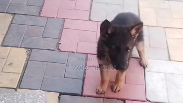 3-6 months Female Purebred German Shepherd
