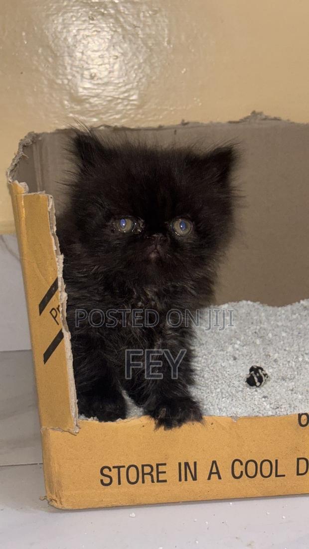 0-1 month Female Purebred Persian