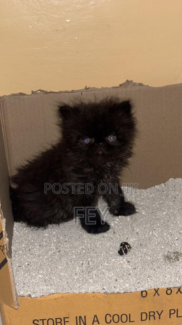 0-1 month Female Purebred Persian - thumbnail 2