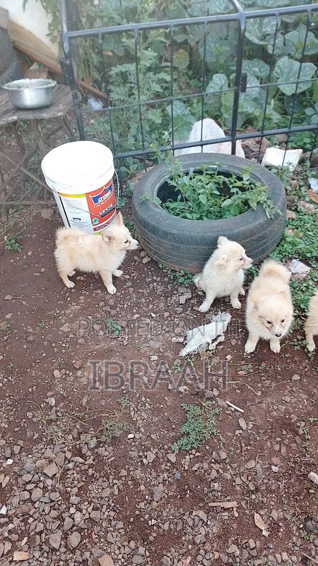 1-3 months Female Mixed Breed Chihuahua