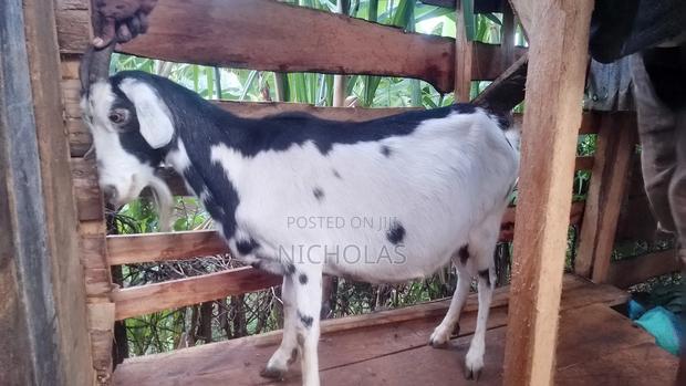 Am Selling This Female Goat