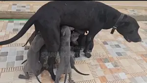 1-3 months Male Purebred Great Dane