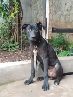 3-6 months Male Purebred Bull Terrier