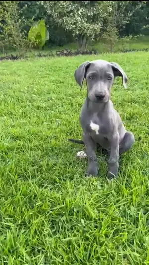 1-3 months Male Purebred Great Dane
