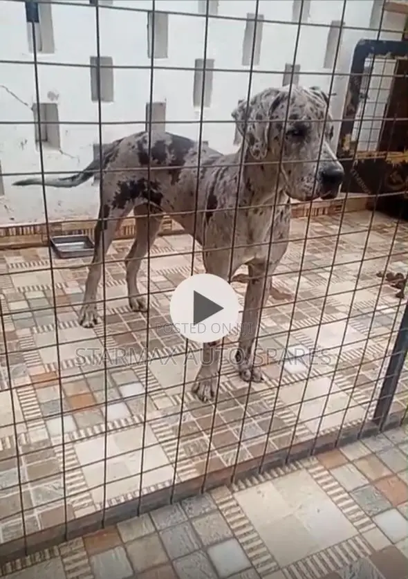 1-3 months Male Purebred Great Dane